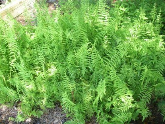 Marsh Fern